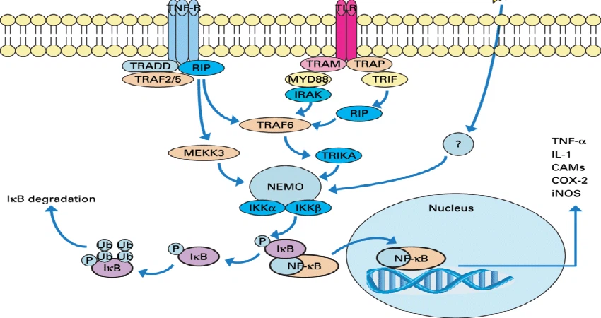 9-ME-BC Powder function