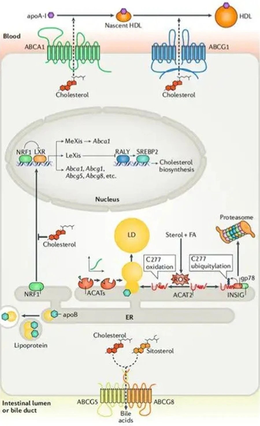 cell membranes1
