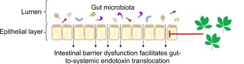 Gut Barrier Function Gut Barrier Function