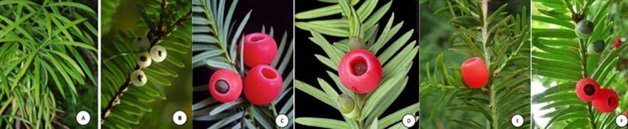 What Plants Have Paclitaxel What Plants Have Paclitaxel