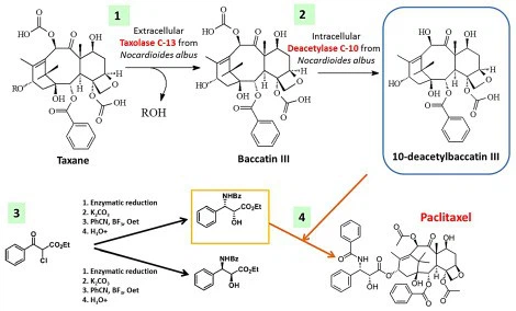How Is Paclitaxel Obtained How Is Paclitaxel Obtained