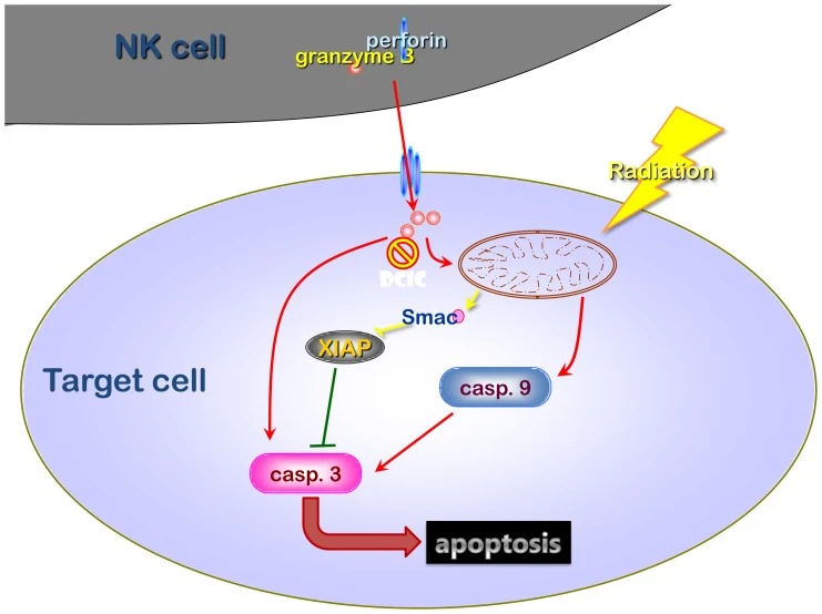 NK cells