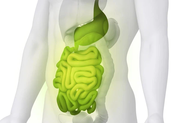digestive-system-enzyme-supplements-web digestive-system-enzyme-supplements-web