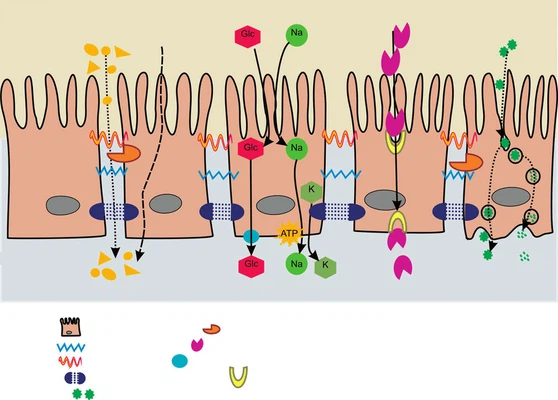Mechanisms-of-nutrient-absorption-Nutrients-are-absorbed-into-enterocytes-by-diffusion Mechanisms-of-nutrient-absorption-Nutrients-are-absorbed-into-enterocytes-by-diffusion