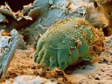 Parasites Parasites